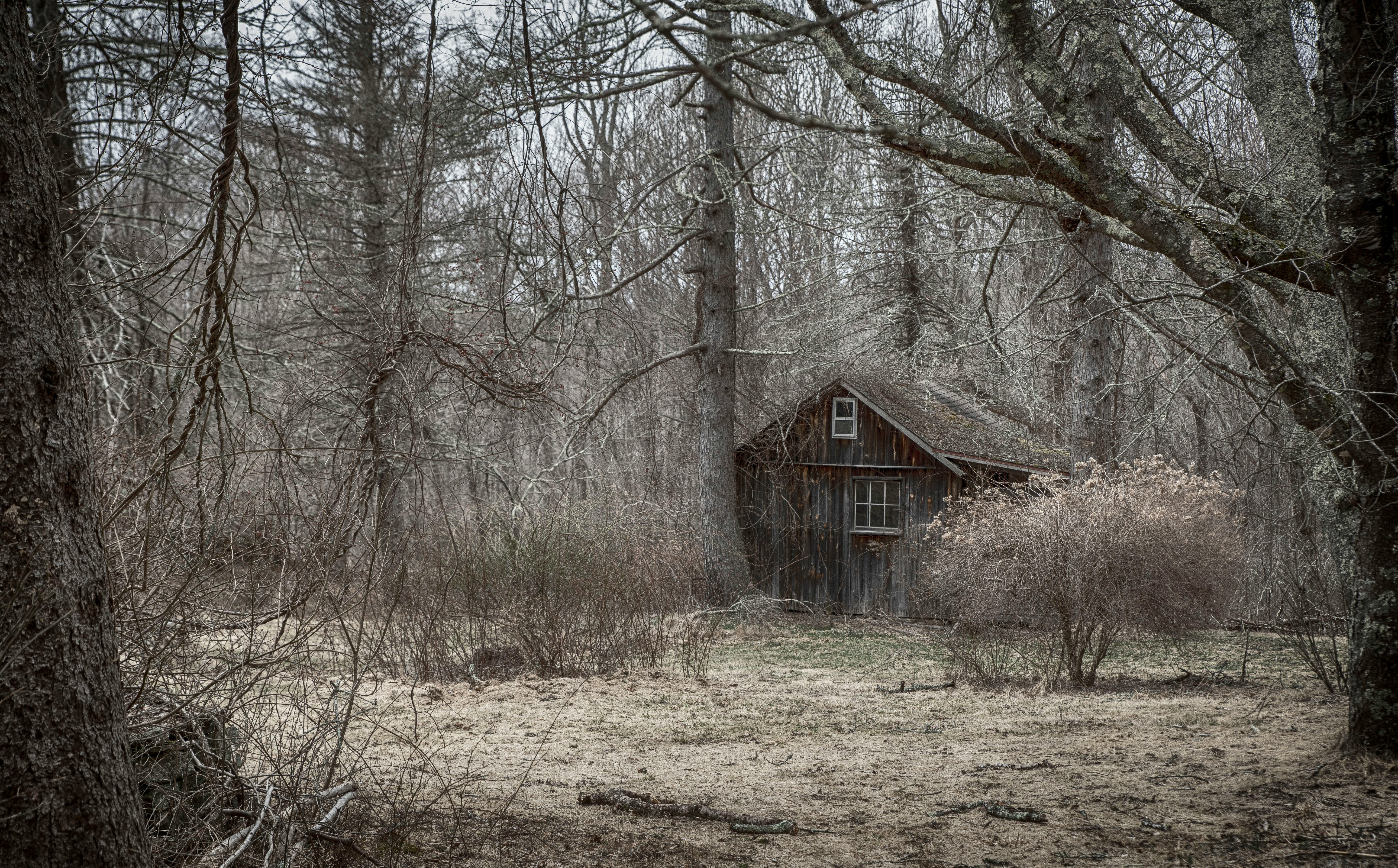 brown house near at forest trees